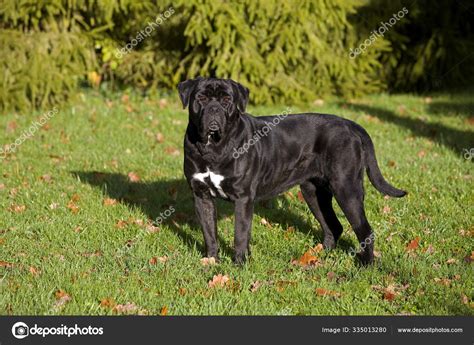 Cane Corso — Stock Photo © Slowmotiongli 335013280