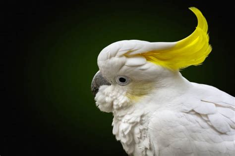 640+ Cockatoo Talking Stock Photos, Pictures & Royalty-Free Images - iStock