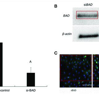 MRNA And Protein Expression Of BAD Gene After Transfection A C A