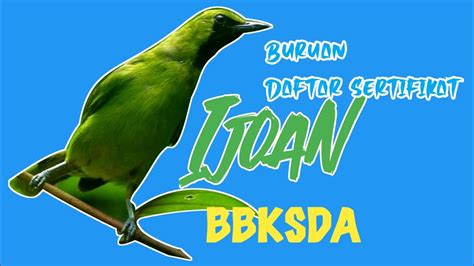 Cucak Ijo Diambang Kepunahan Sekarang Jadi Burung Yang Dilindungi