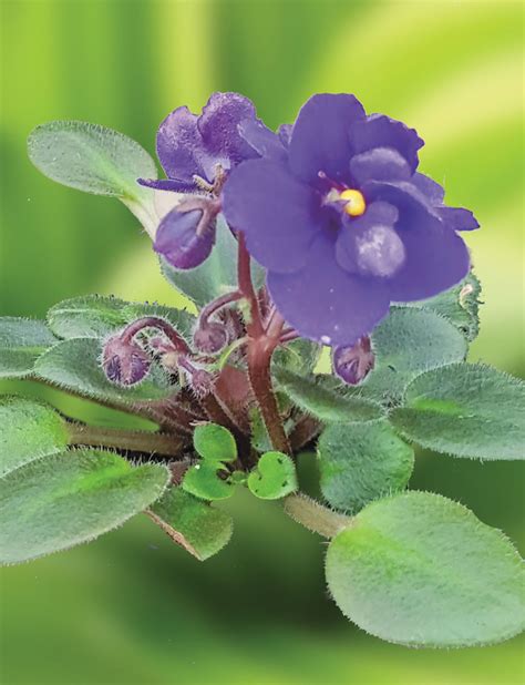 Miniature African Violets Violet Dutch - Tesselaar