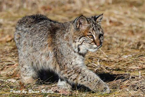 New Hampshire Wildlife Coalition