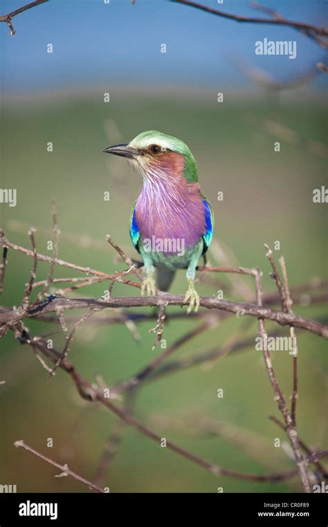 Lilac Breasted Roller National Bird Of Zimbabwe Stock Photo Alamy