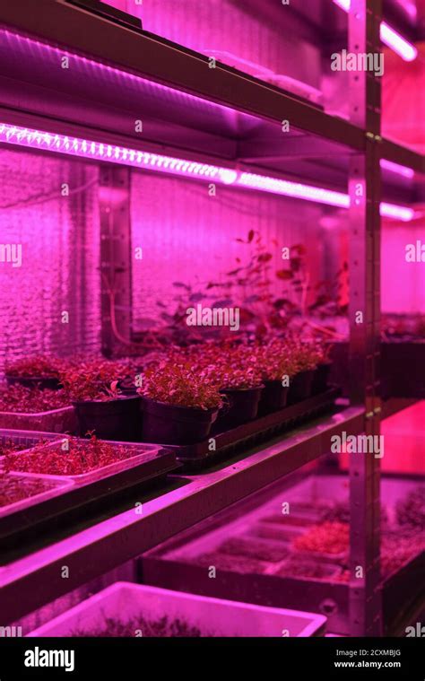 Indoor Edible Garden For Growing Microgreens In Containers Sprouting