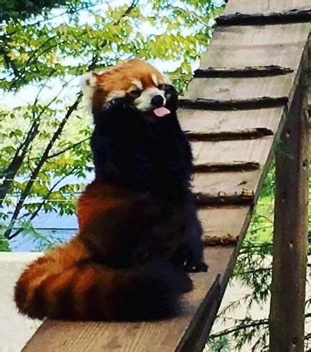 Red Panda Funny Face And Funny Pose Red Panda Cute Animals Images