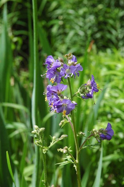 Common Jacobs Ladder Polemonium Caeruleum At Shelmerdine Garden