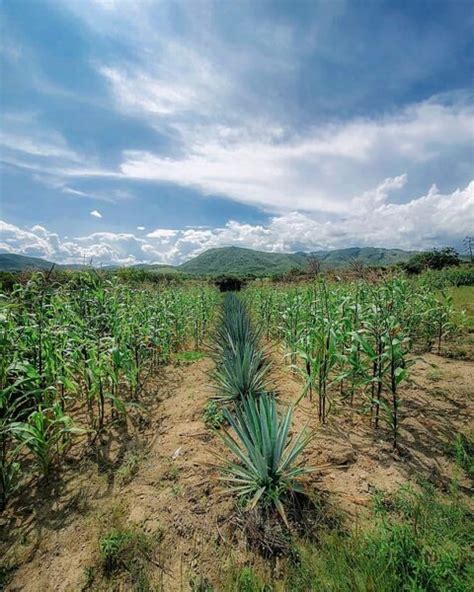 Cómo Sembrar Maíz Paso A Paso Sembrar Plantas