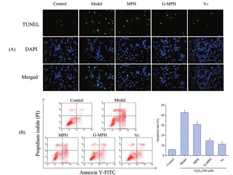 Effects Of Mph And G Mph On H 2 O 2 Induced Apoptosis In Caco 2cells