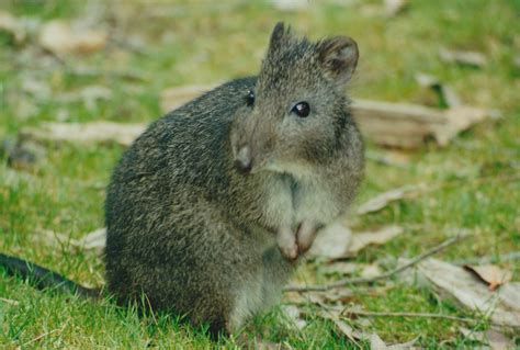 Threatenedthursday Long Nosed Potoroo Jul 2019 The Foundation For