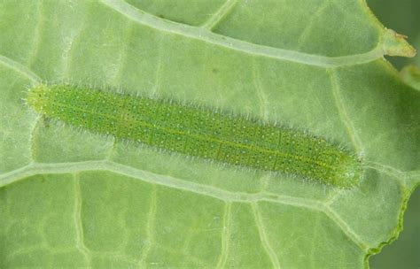 European Lepidoptera and their ecology: Pieris rapae