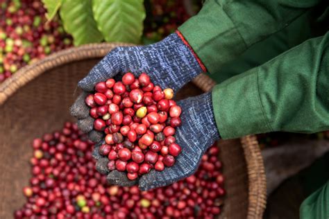 Kapasitas Petani Kopi Pegunungan Arfak Diperkuat