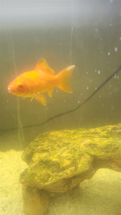 best goldfish sick step by step 1