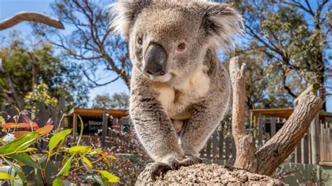 Conservation Status Of Koalas In NSW Queensland And ACT Increased From