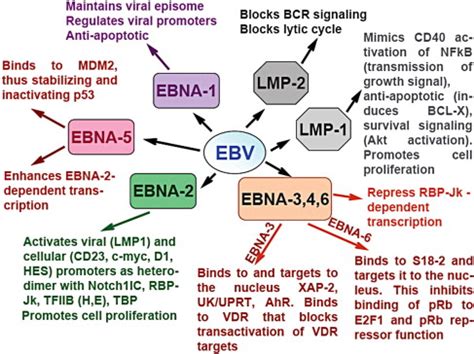 The Role Of Epstein Barr Virus In Burkitt S Lymphoma Microbewiki