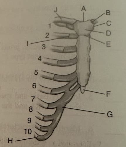 Ch Bony Thorax Workbook Flashcards Quizlet