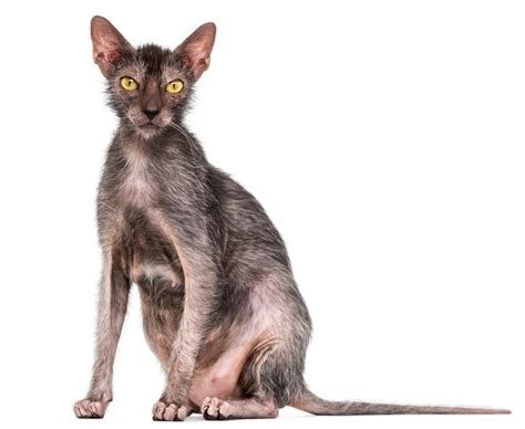 10 Fakta Kucing Lykoi, Kucing Ras Terjelek di Dunia | Halaman 2