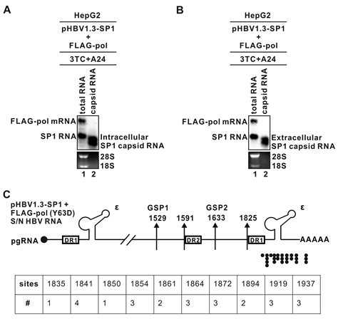 Conditional Replication And Secretion Of Hepatitis B Virus Genome