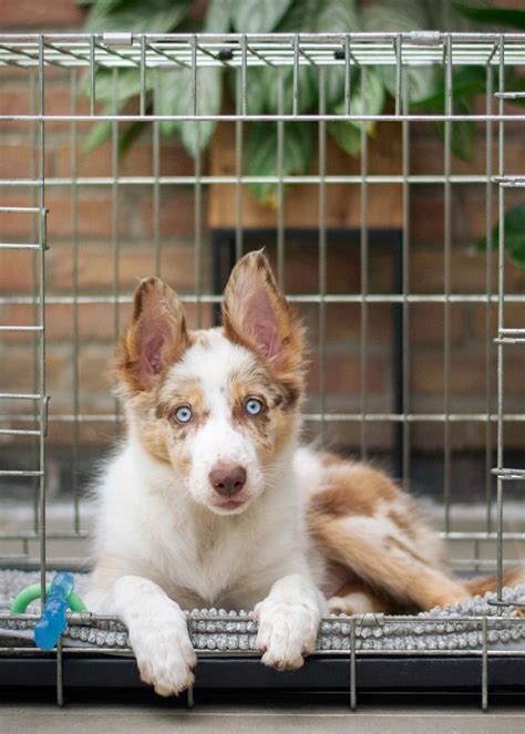 The Doggy Daycare Debate - Are Dog Kennels Good For Dogs?