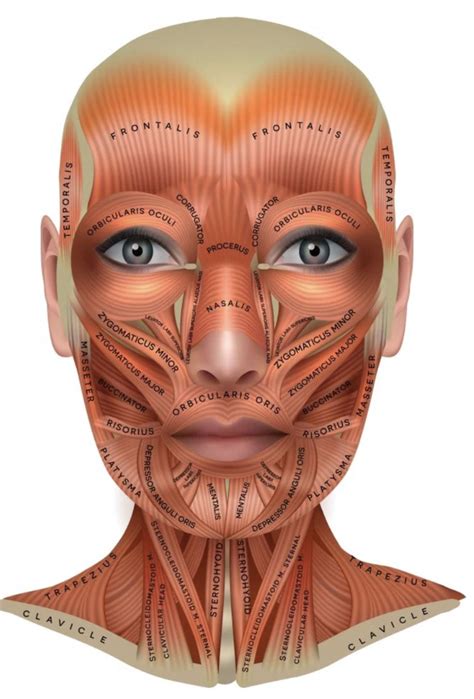 Pin By Lei Takahashi On Becoming An Esthetician Facial Muscles