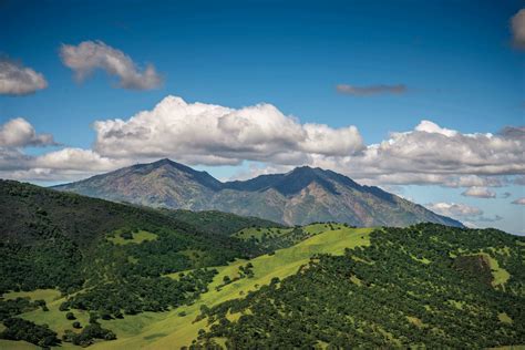 Gallery Mount Diablo Bird Alliance