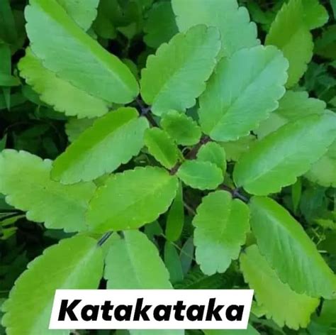 Katakataka Herbal Miracle Leaf Of Life Lazada Ph