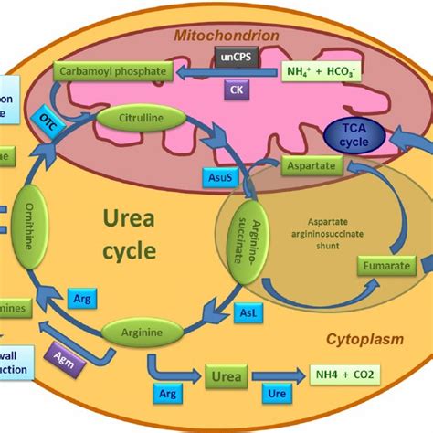 The Urea Cycle In Diatoms Scheme Showing The Principal Components Of