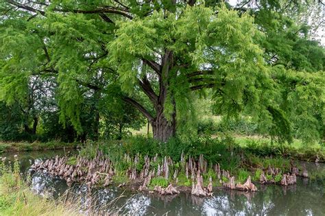 bald cypress pollen walk