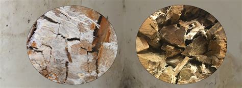 Wet Rot Dry Rot Difference Peter Cox Simply Explained