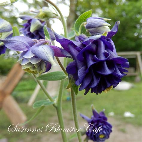 Akeleje FrØ Aquilegia Vulgaris Vervaeneana Variegata Woodside Blue