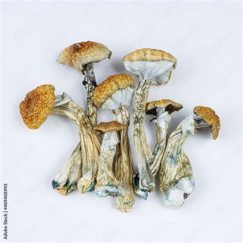 Dried Psilocybe Cubensis