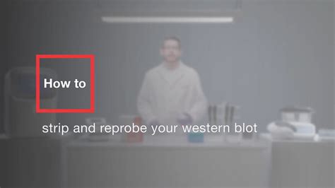 Western Blot Stripping Buffer Recipe Glycine | Bryont Blog