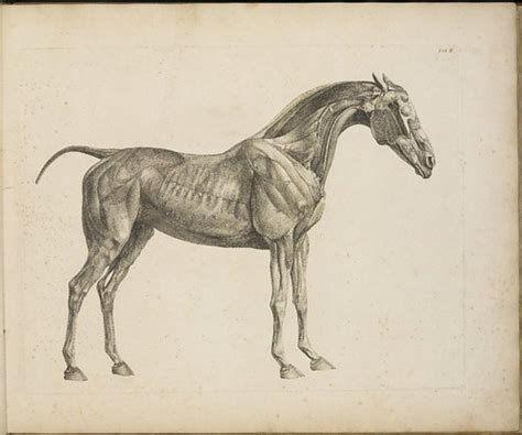 The Anatomy Of The Horse 1766 Tabii George Stubbs 1724 Flickr