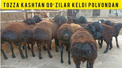 Tozza Kashtang Qo Zilar Keldi Polvondan Youtube