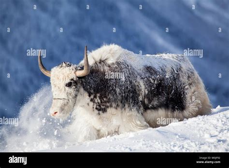 White Yak Hair Hi Res Stock Photography And Images Alamy