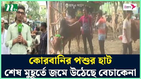 কোরবানির পশুর হাট শেষ মুহূর্তে জমে উঠেছে বেচাকেনা Ntv News Youtube