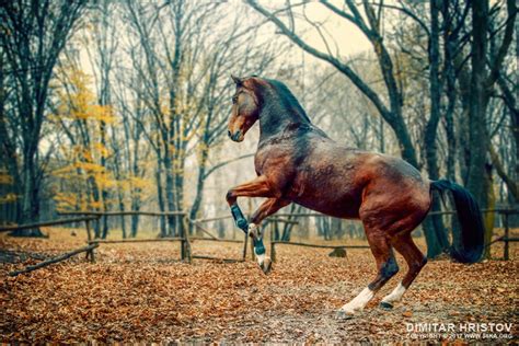 Brown Horse In The Forest 54ka Photo Blog