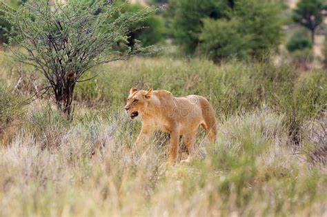 Lioness Panthera Leo Krugeri Is Walking It The Savanna And Looking For