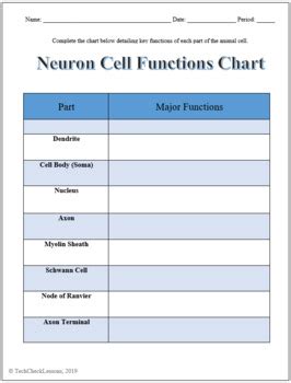 Neuron (Nerve Cell) Labeling & Functions Worksheet - Science | Biology