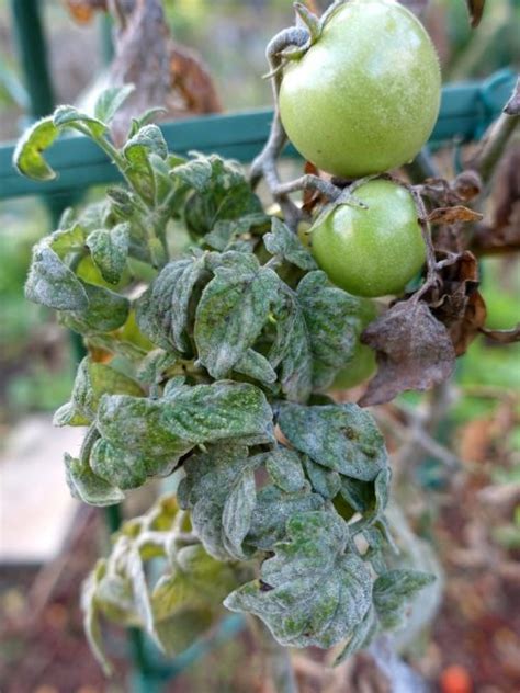 Identifying Apple Tree Pests And Diseases In The Uk