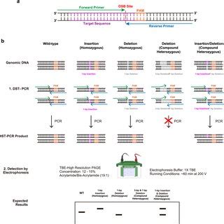 Detection Of Deletion Mutations Via Dst Pcr A Scheme Of The Inpp E