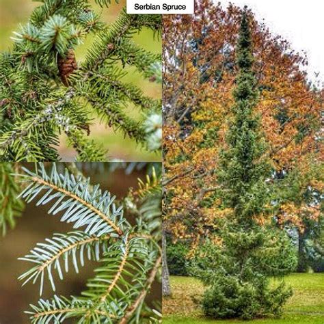 Serbian Spruce Picea Omorika Type Coniferous Evergreen Exposure Sun Light Shade Water