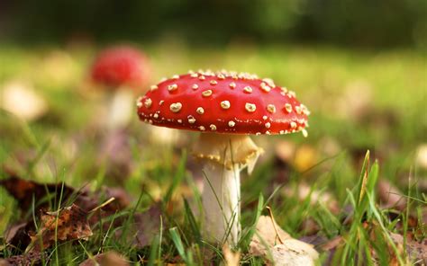 Imágenes de Setas Hongos con Forma de Sombrero Fotos e Imágenes en