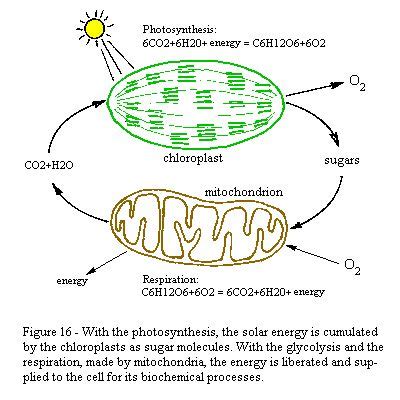 Breathtaking Respiration And Photosynthesis Formula Free Gamsat Resources