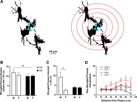 Effects Of Apoe Genotype And Sex On Numbers Of Microglial Processes A