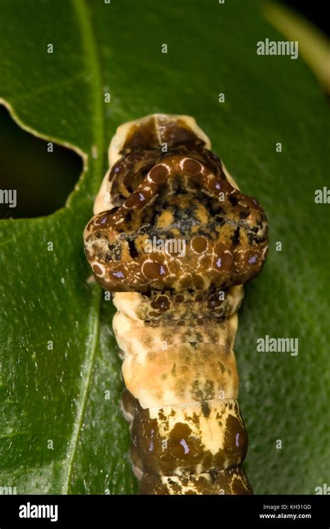 Giant Swallowtail, Papilio cresphontes, caterpillar Stock Photo - Alamy