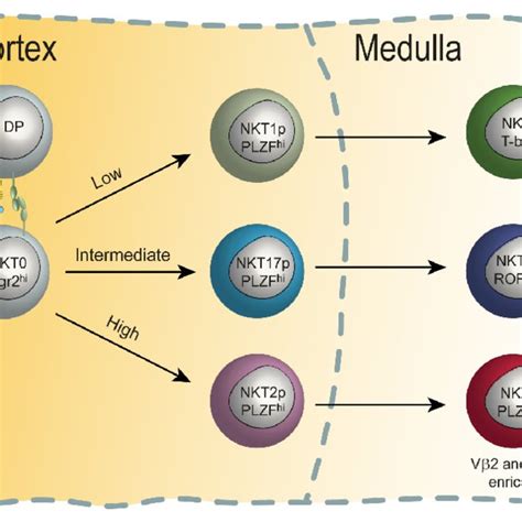 Model Of T Cell Receptor Tcr Signaling In The Cortex For Invariant