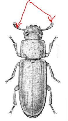 Order: Coleoptera (anatomy) Flashcards | Quizlet