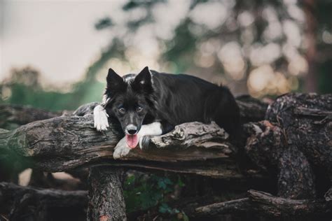 15 Dog Breeds That Can Climb Trees (With Videos) - Not A Bully Dog Training