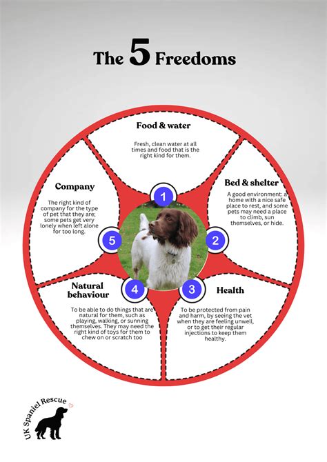 The Five Freedoms: Essential Guidelines for Animal Welfare