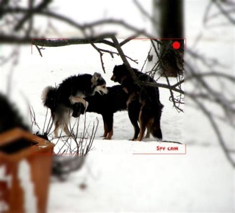 Wild Group Sex 29 Pics